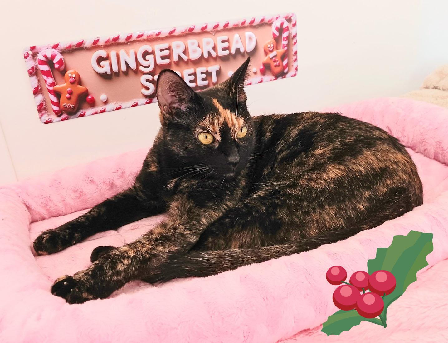 Bella Angelwing, a Adoptable Tortoiseshell in Mesa, AZ image 2/4