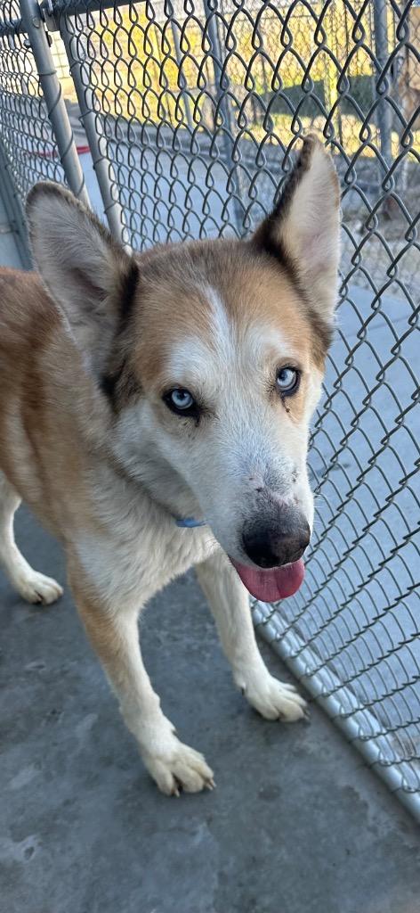 Milo, Adoptable, Adult Male Husky.