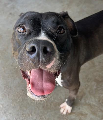 Mina, Adoptable, Adult Female Mixed Breed & Mixed Breed.