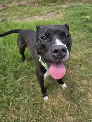 Enlarge Mina, a Adoptable Mixed Breed in Savannah, GA image 2/3