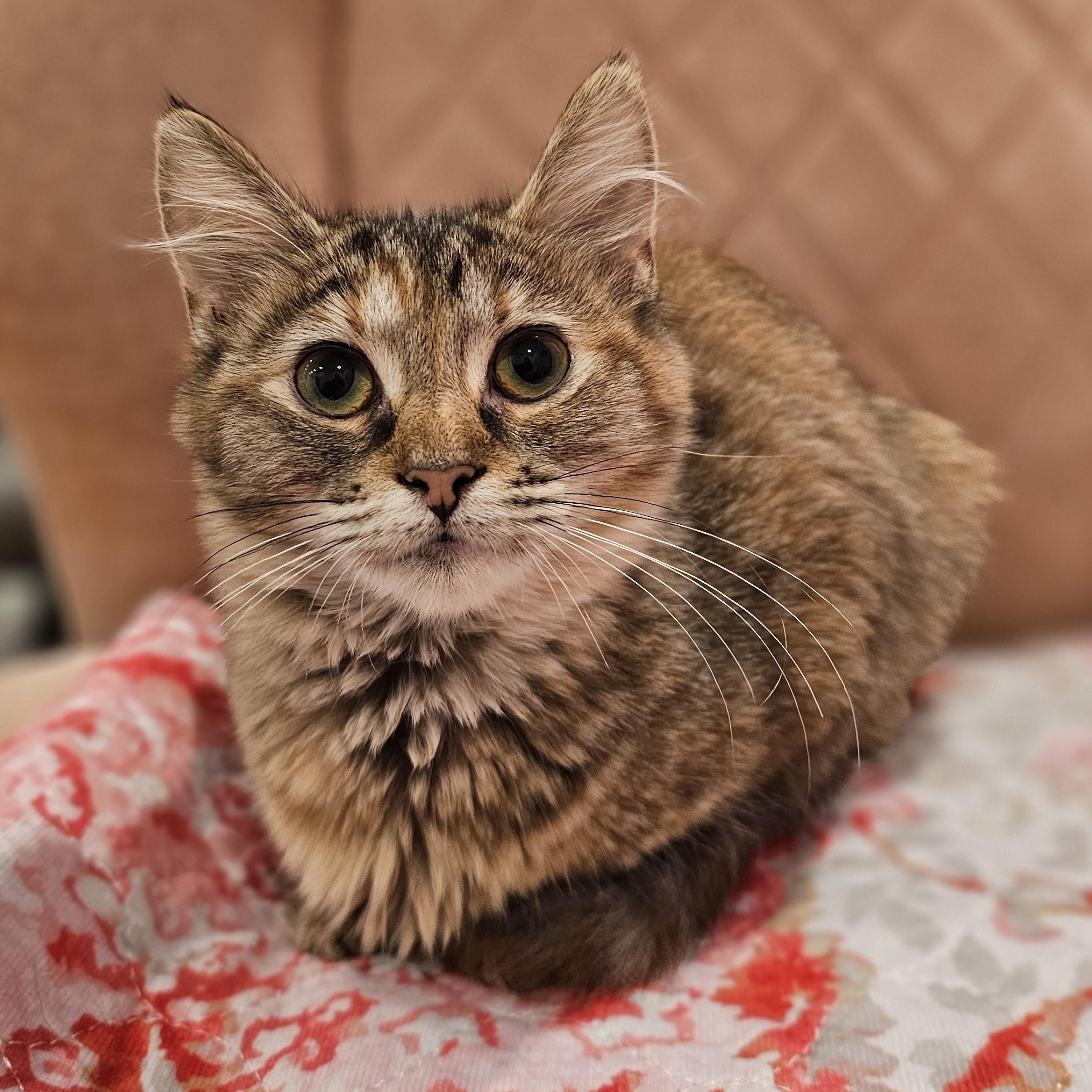 Penny, ADOPTABLE, Young Female Domestic Short Hair.