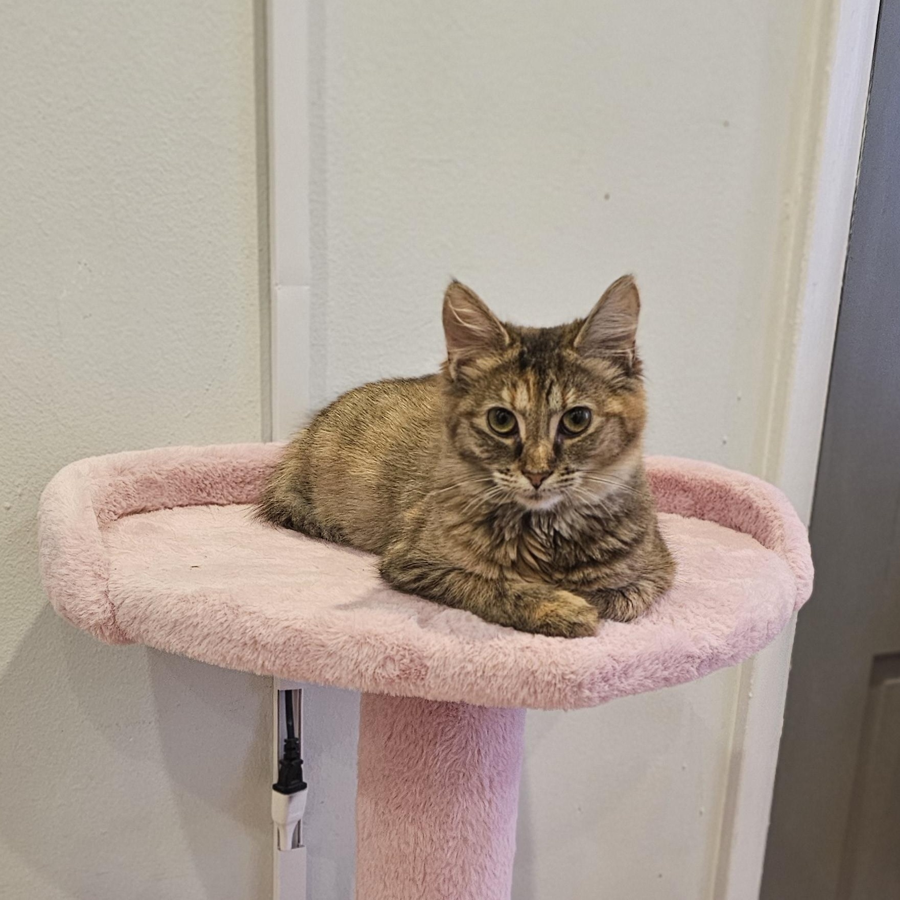 Enlarge Penny, a ADOPTABLE Domestic Short Hair in Philadelphia, PA image 4/6