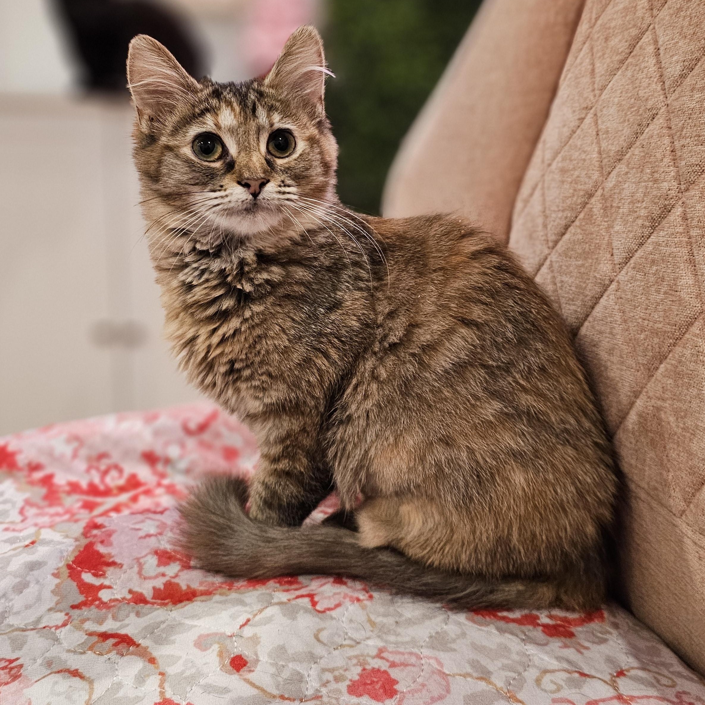 Enlarge Penny, a ADOPTABLE Domestic Short Hair in Philadelphia, PA image 3/3