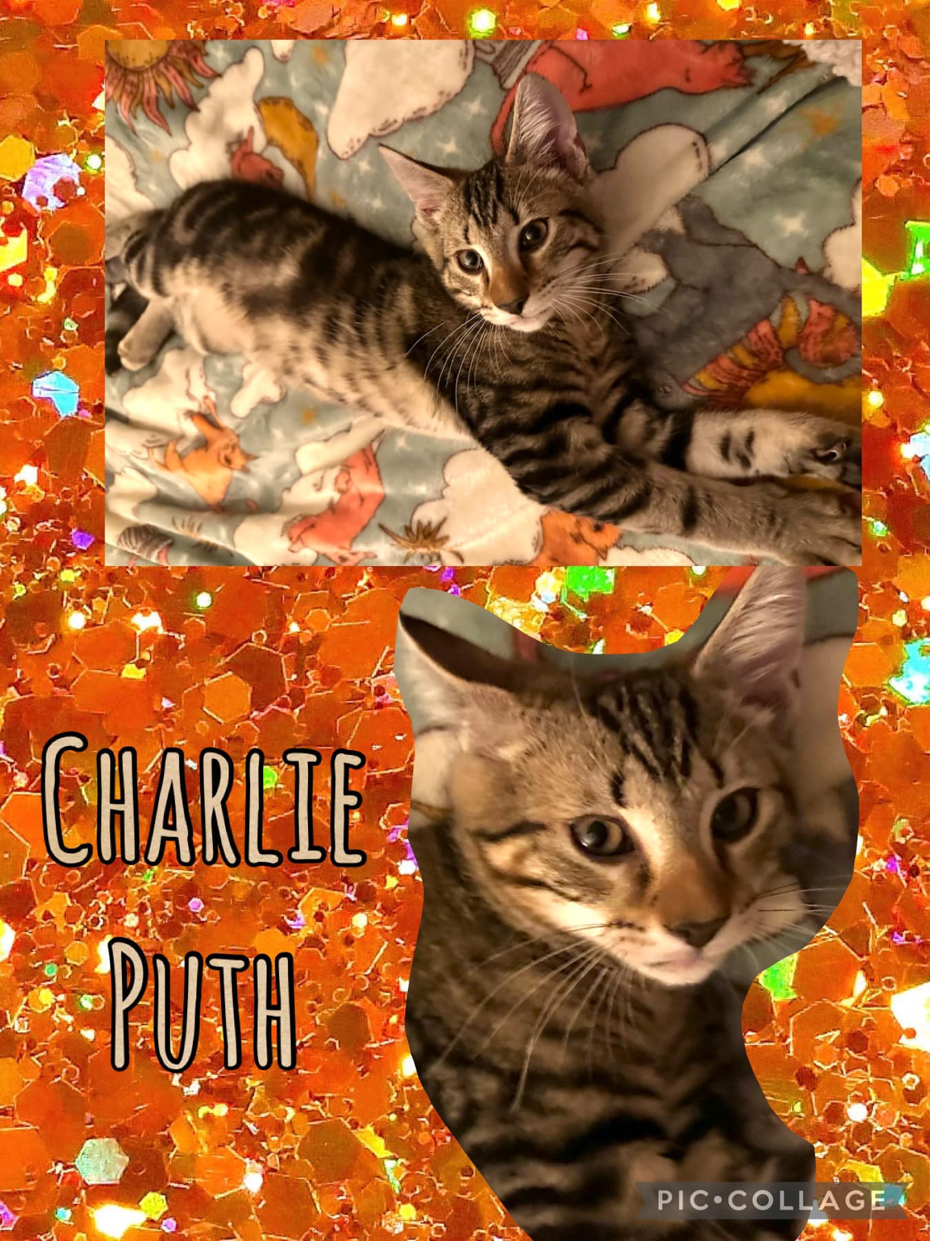 Charlie Puth, an adopted Domestic Short Hair in West Wyoming , PA_image-1