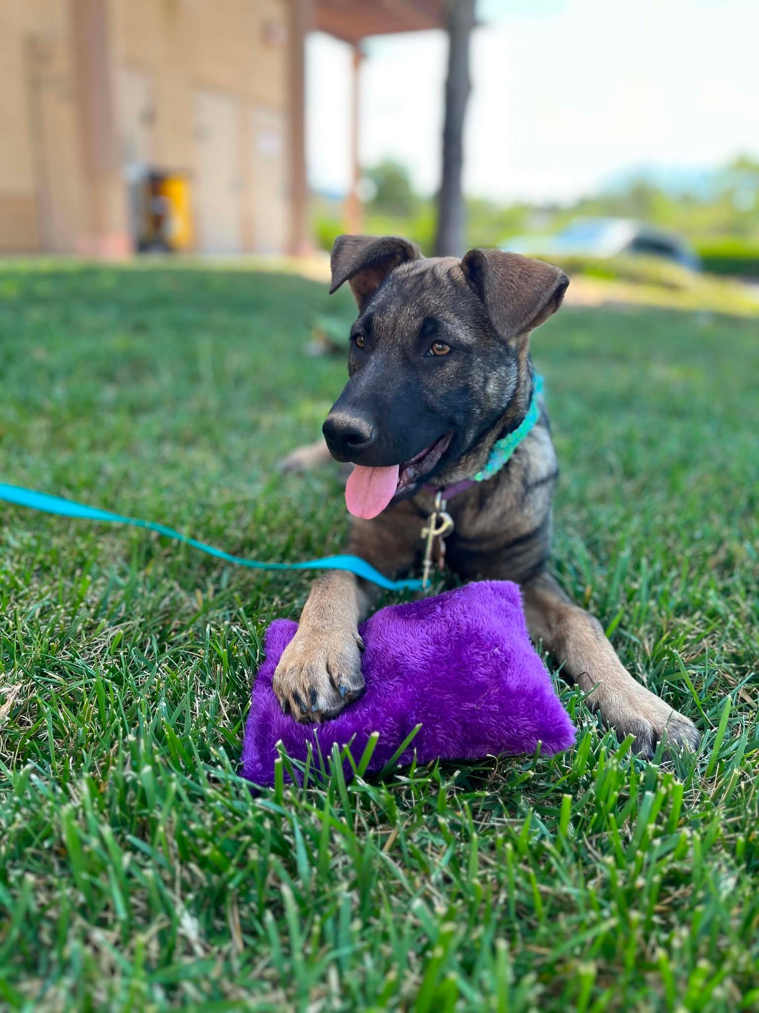 Pancake, a ADOPTABLE mixed breed in Temecula, CA image 4/6