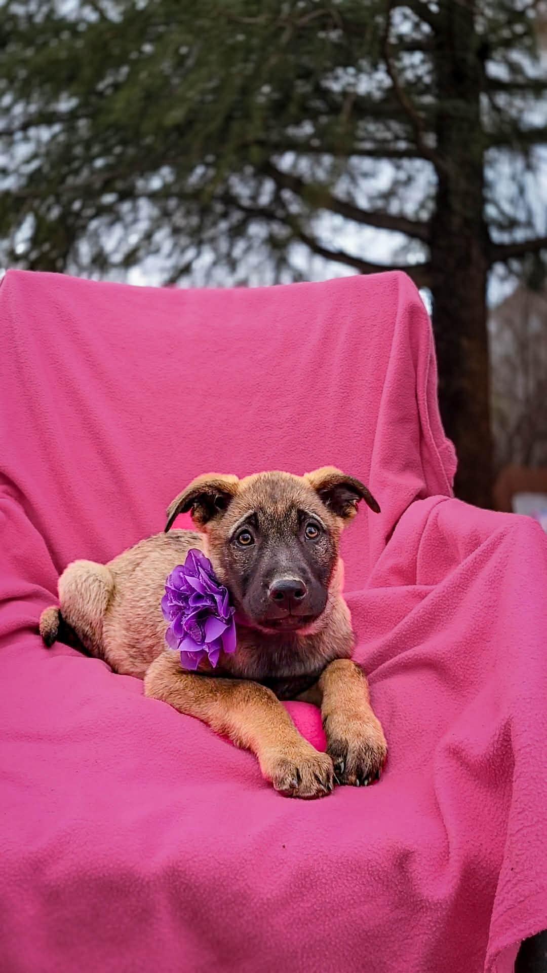 Enlarge Pancake, a ADOPTABLE mixed breed in Temecula, CA image 1/1