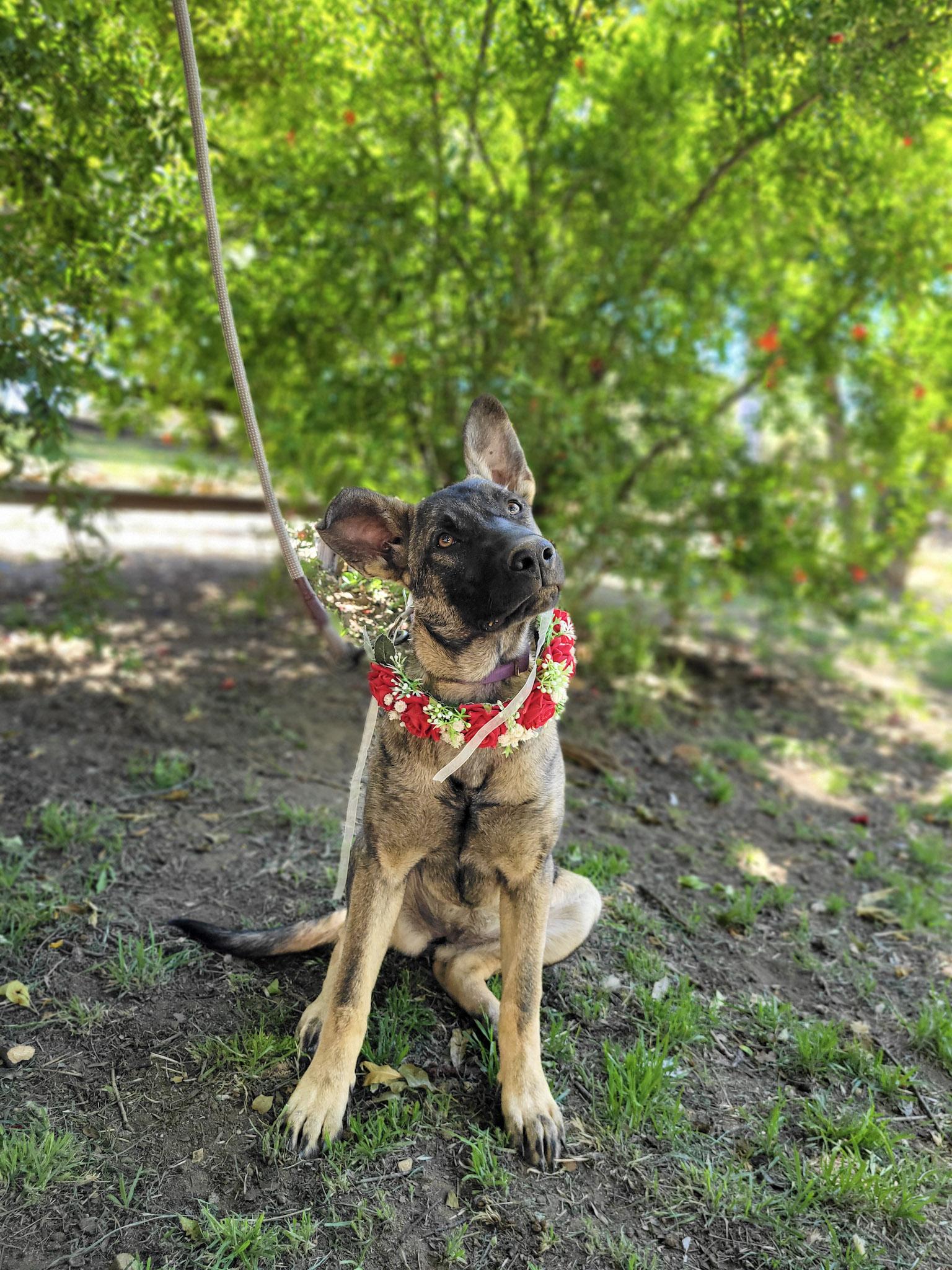 Enlarge Pancake, a ADOPTABLE mixed breed in Temecula, CA image 1/6