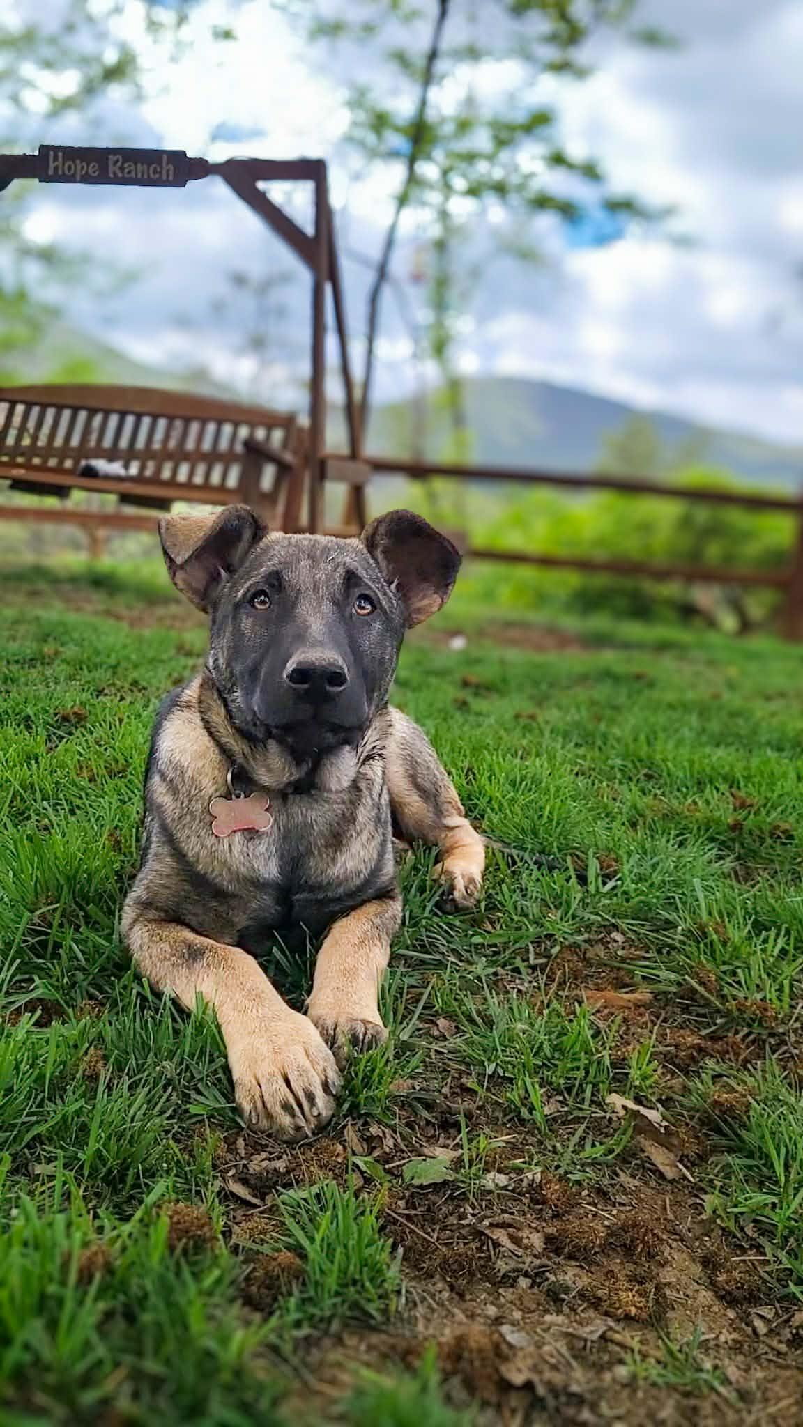 Pancake, a ADOPTABLE mixed breed in Temecula, CA image 5/6