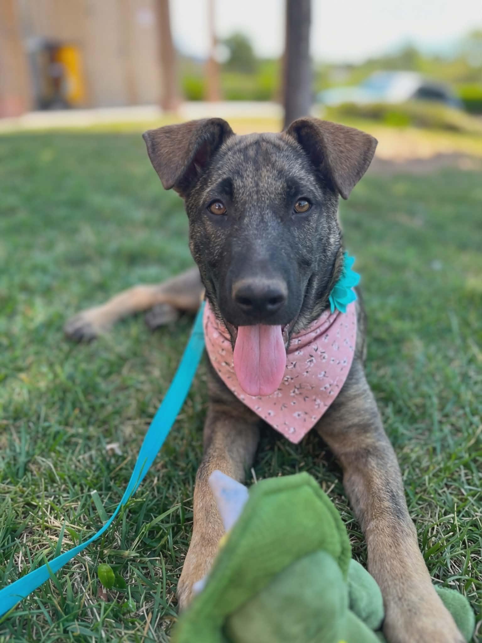 Pancake, a ADOPTABLE mixed breed in Temecula, CA image 2/6