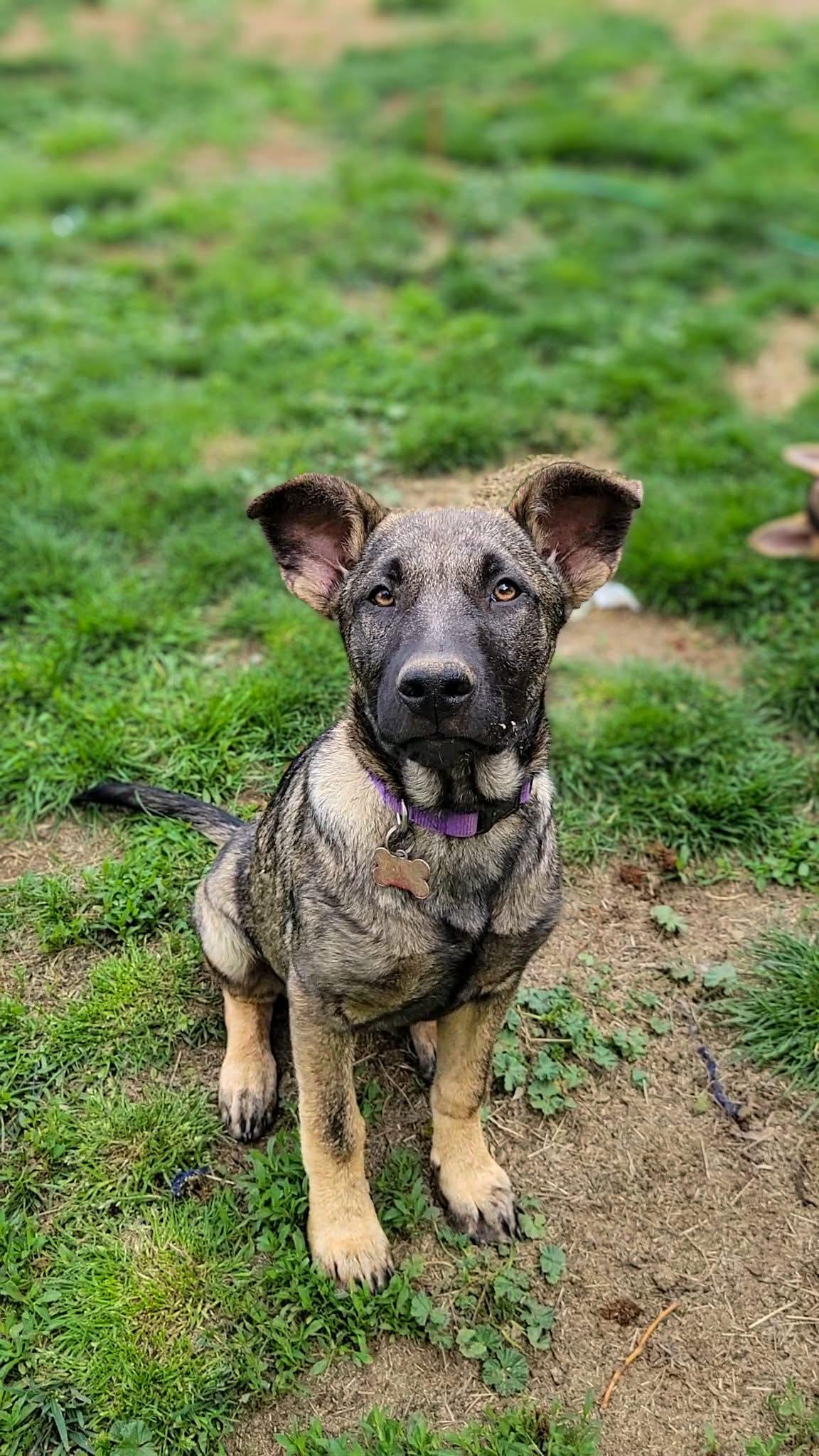 Pancake, a ADOPTABLE mixed breed in Temecula, CA image 6/6