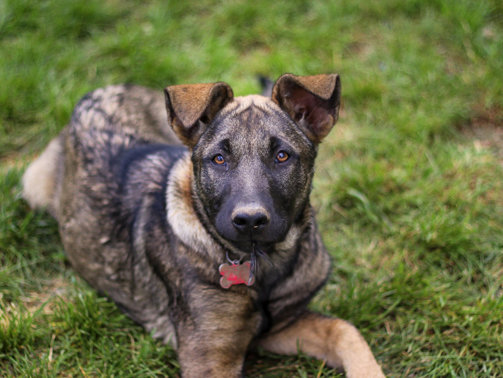 Pancake, a ADOPTABLE mixed breed in Temecula, CA image 1/6