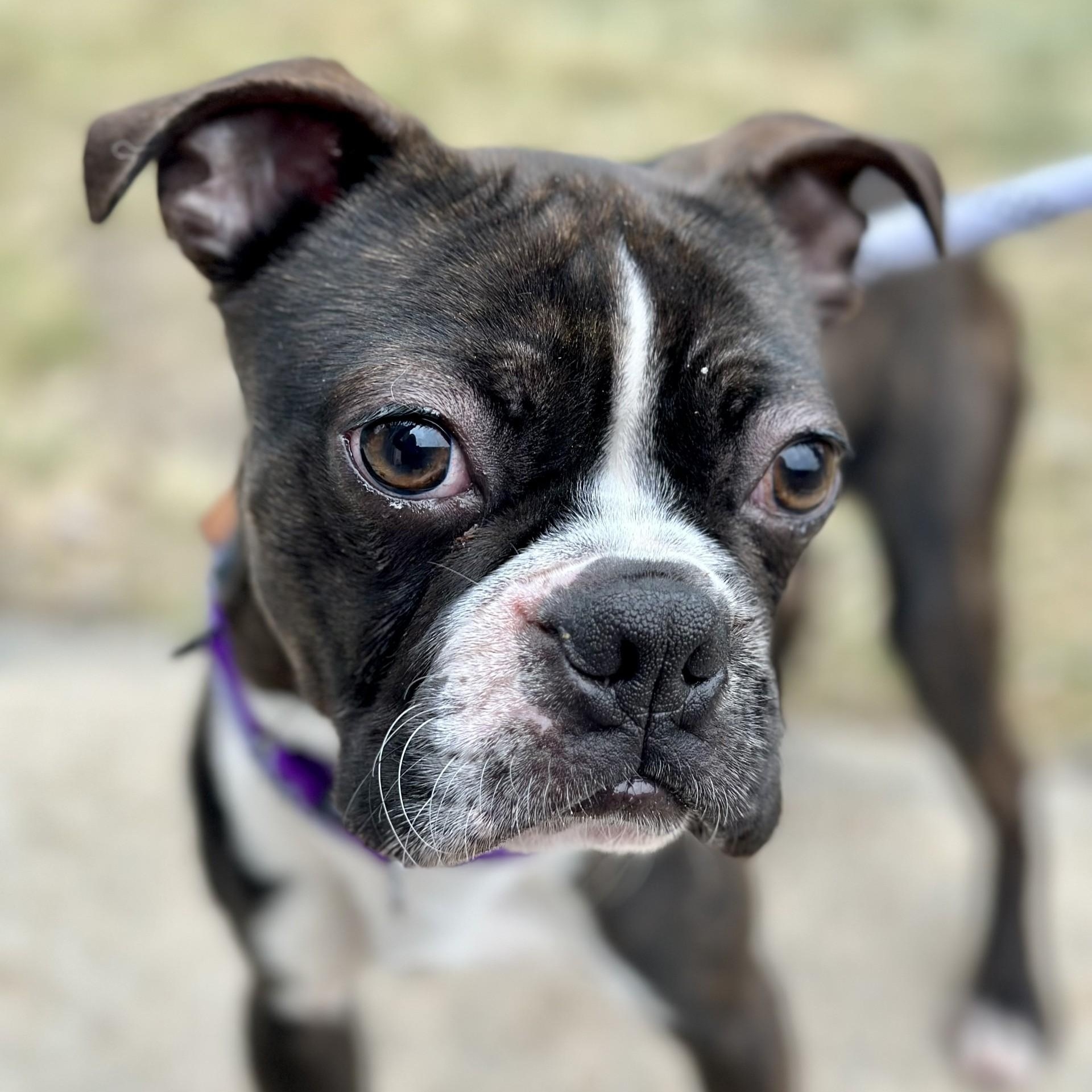 Enlarge Andrew , a ADOPTABLE Boston Terrier in Manahawkin, NJ image 1/1