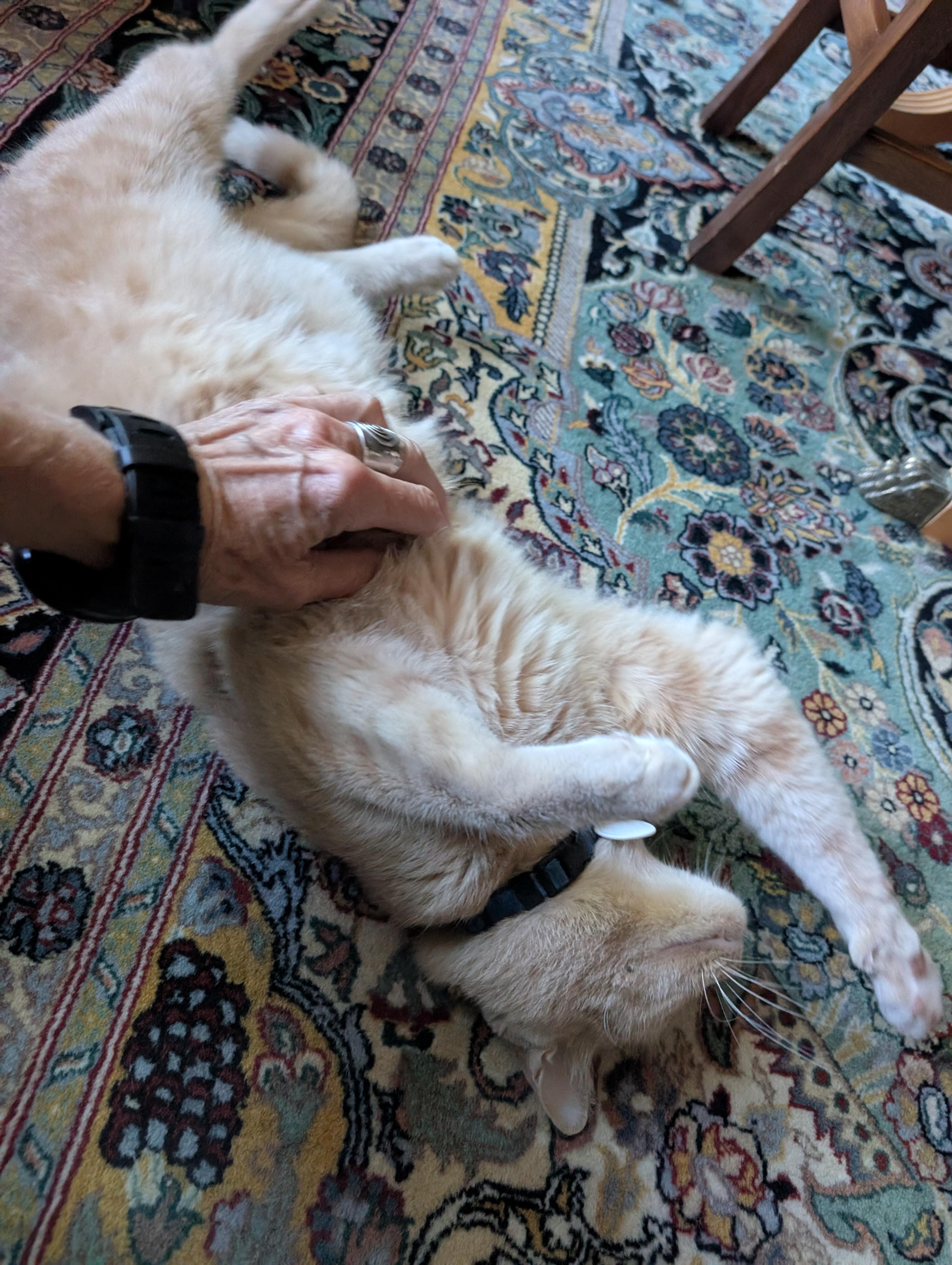 Enlarge Ozzie, a Adoptable Domestic Short Hair in Waltham, MA image 3/5
