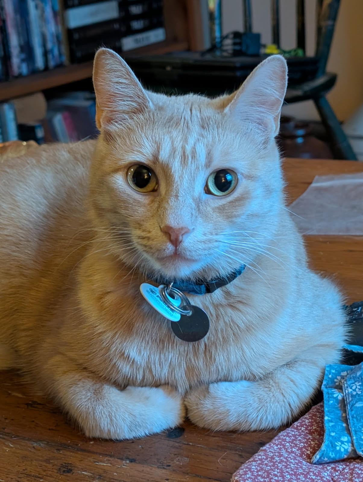 Ozzie, Adoptable, Young Male Domestic Short Hair.