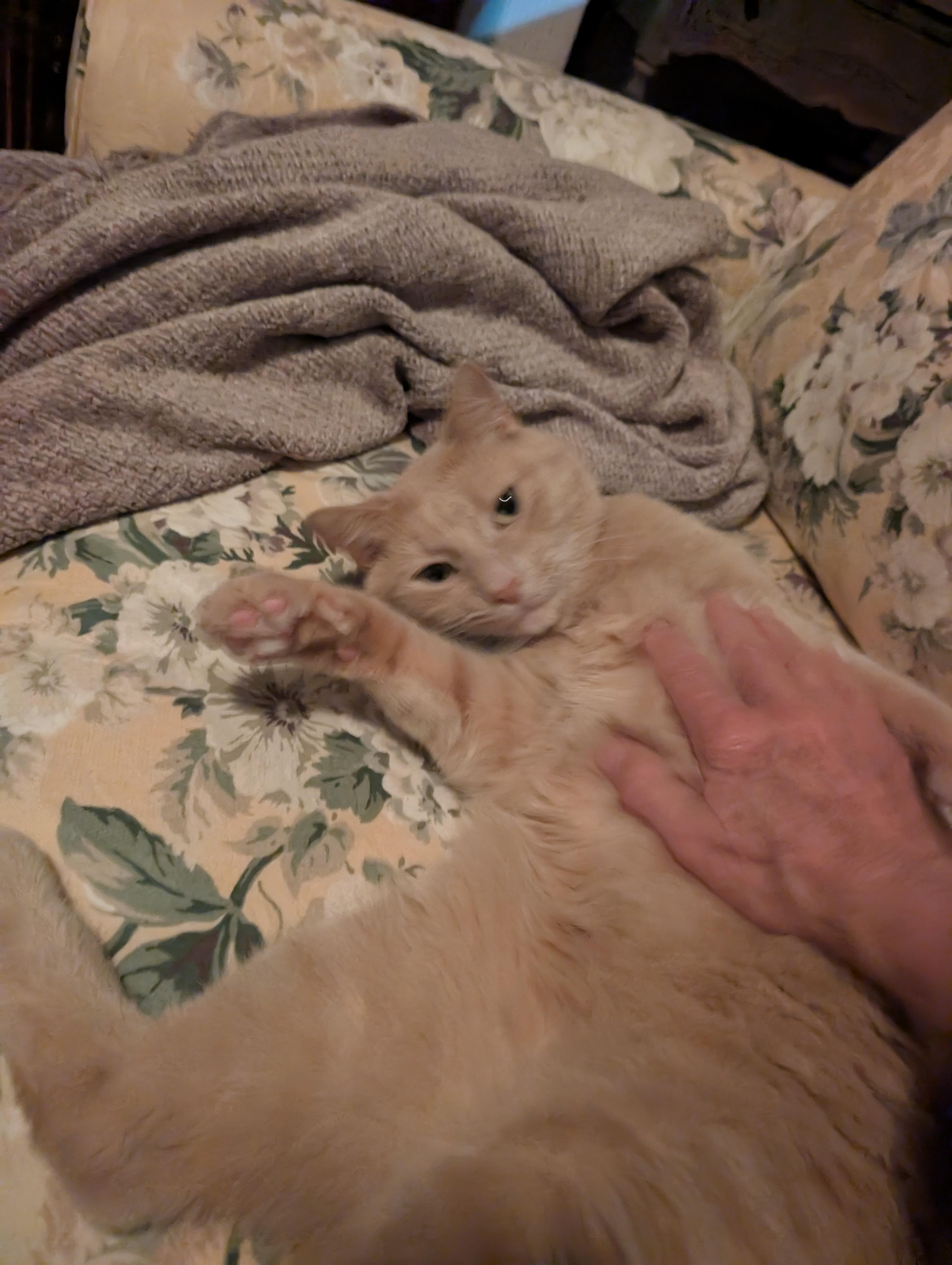 Enlarge Ozzie, a Adoptable Domestic Short Hair in Waltham, MA image 5/5