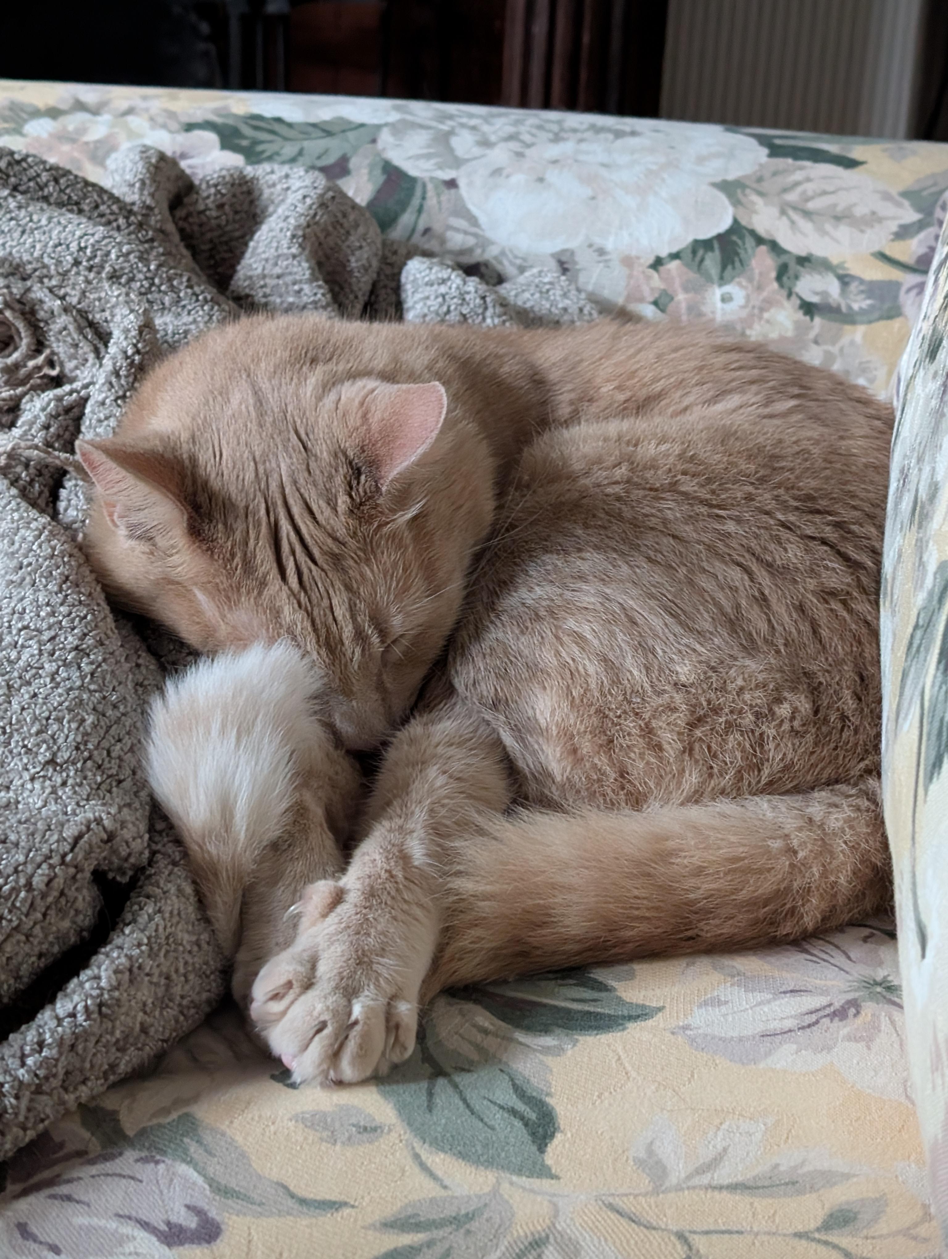 Enlarge Ozzie, a Adoptable Domestic Short Hair in Waltham, MA image 4/5