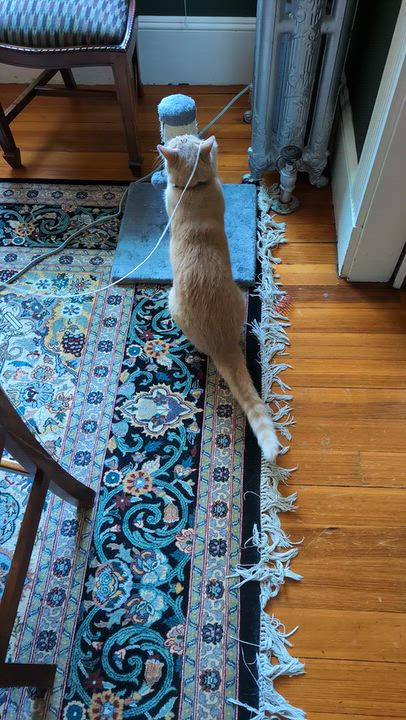 Enlarge Ozzie, a Adoptable Domestic Short Hair in Waltham, MA video 2/5