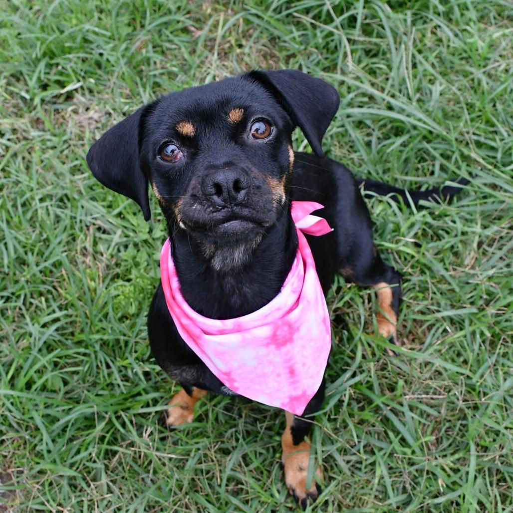 Enlarge Masha - Local November 6-8, a Adoptable mixed breed in Johnston, RI image 6/6