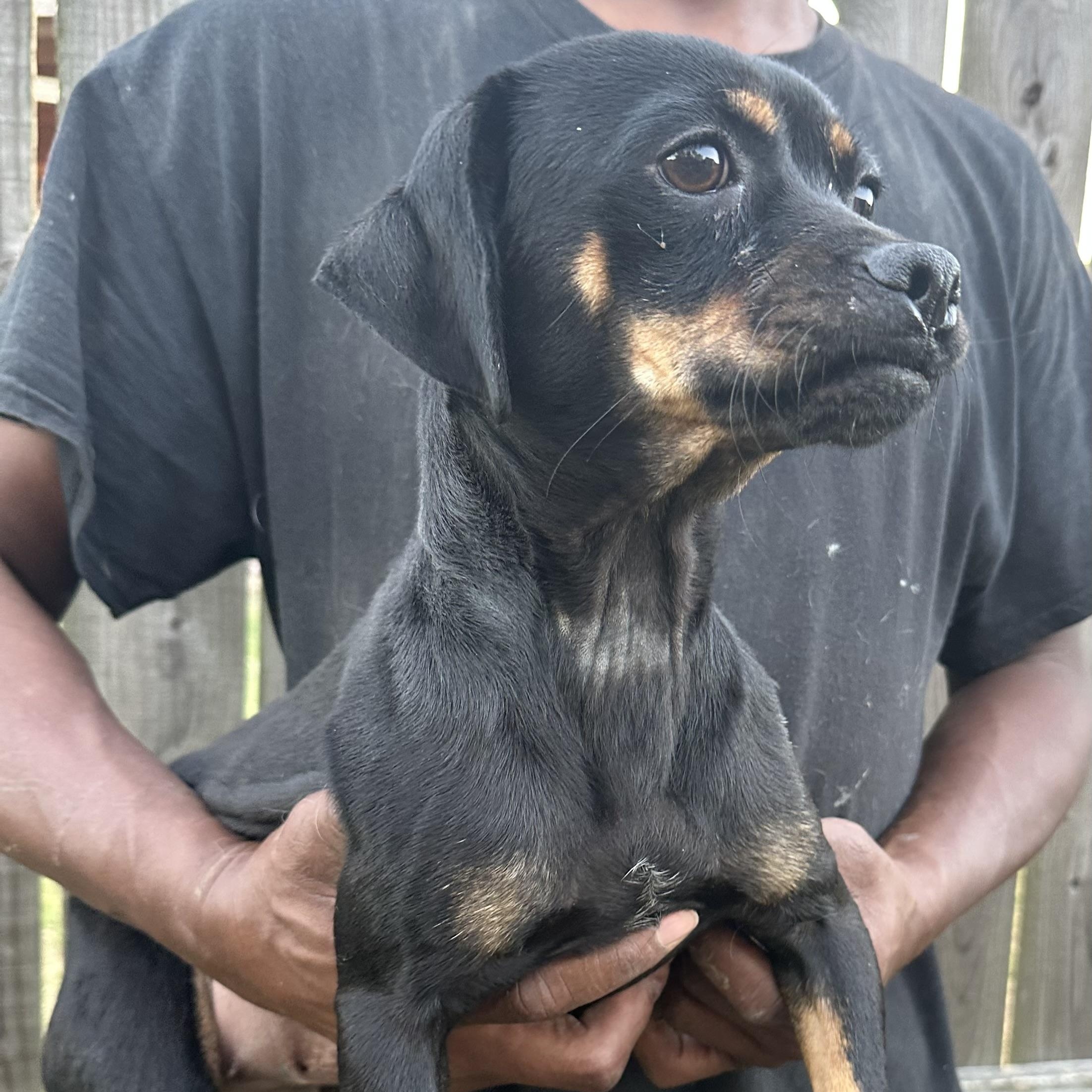 Enlarge Masha - Local November 6-8, a Adoptable mixed breed in Johnston, RI image 3/6