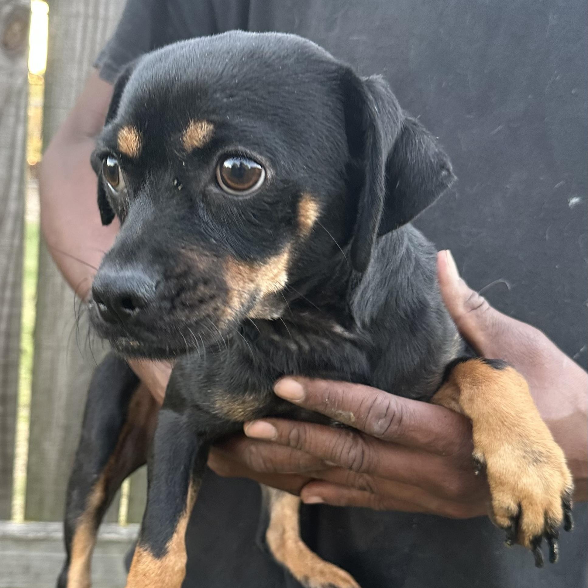 Masha - Local November 6-8, Adoptable, Adult Female Chihuahua & Dachshund.