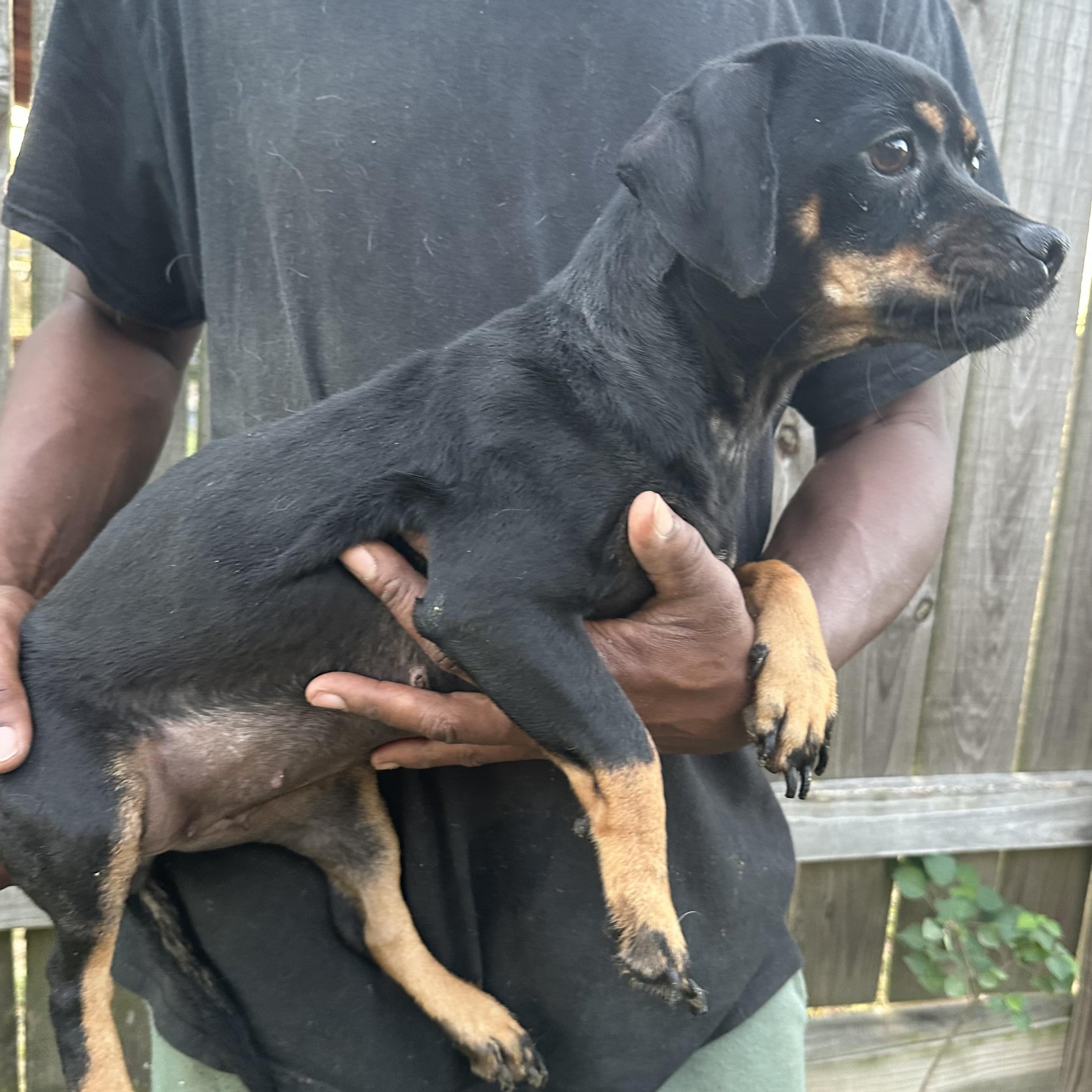 Enlarge Masha - Local November 6-8, a Adoptable mixed breed in Johnston, RI image 2/6