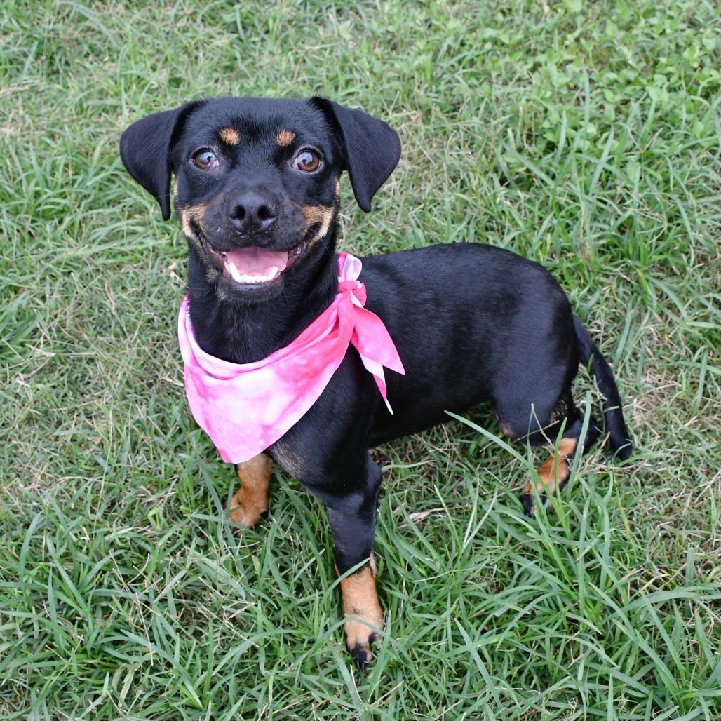 Enlarge Masha - Local November 6-8, a Adoptable mixed breed in Johnston, RI image 5/6