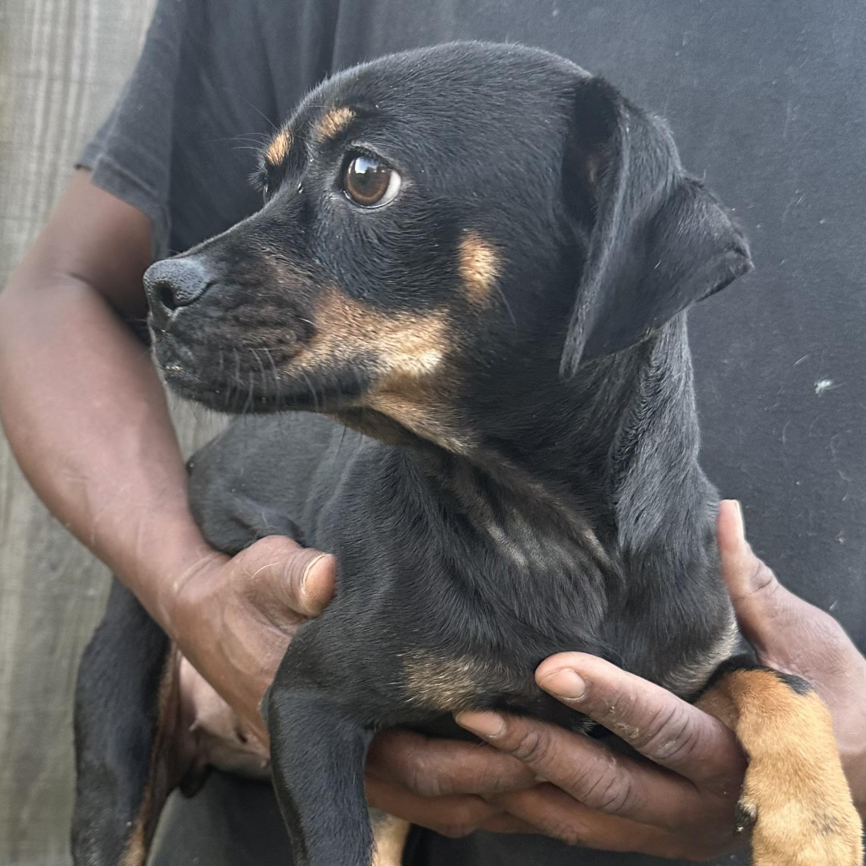Enlarge Masha - Local November 6-8, a Adoptable mixed breed in Johnston, RI image 4/6