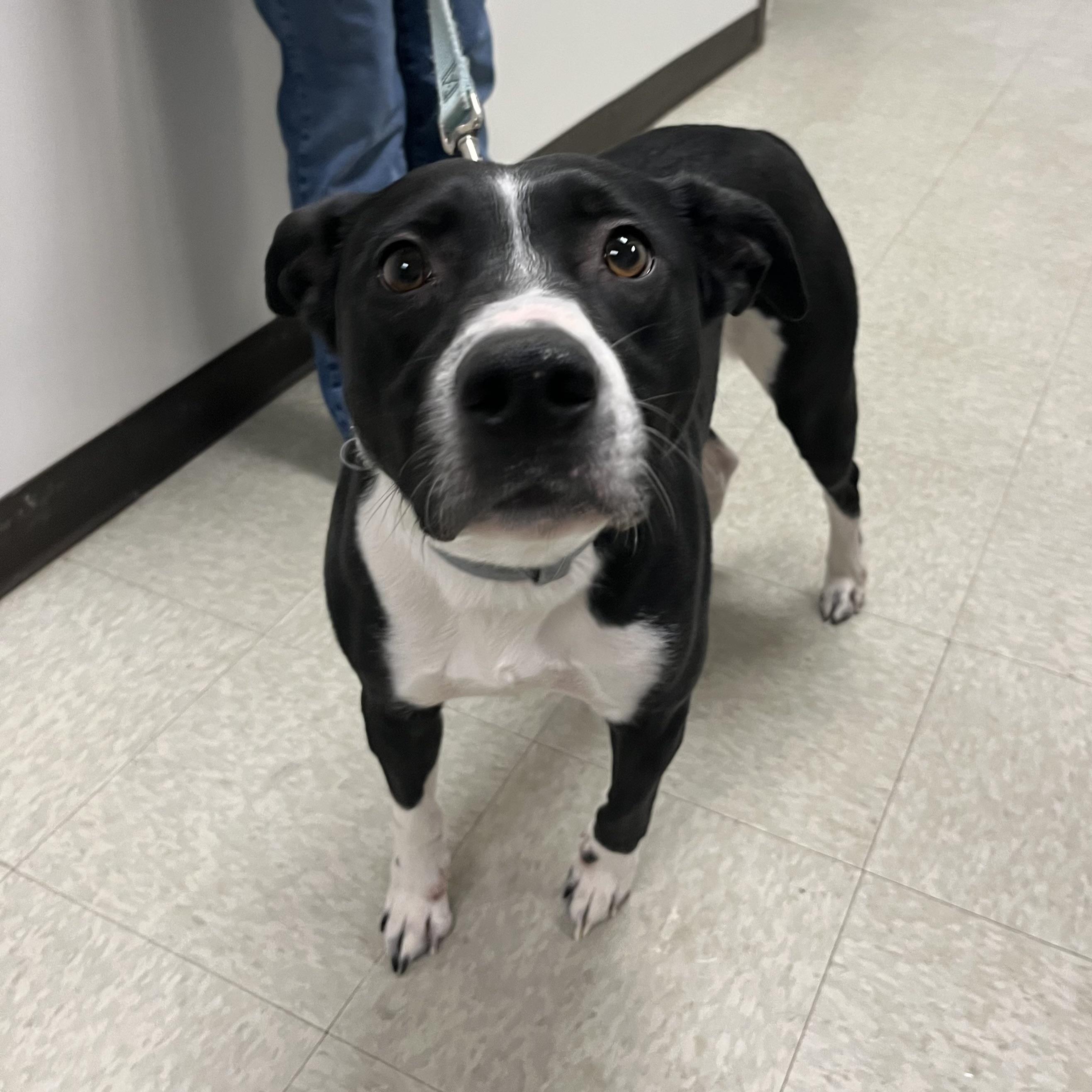 Enlarge Zeus, a ADOPTABLE mixed breed in Dubuque, IA image 3/3