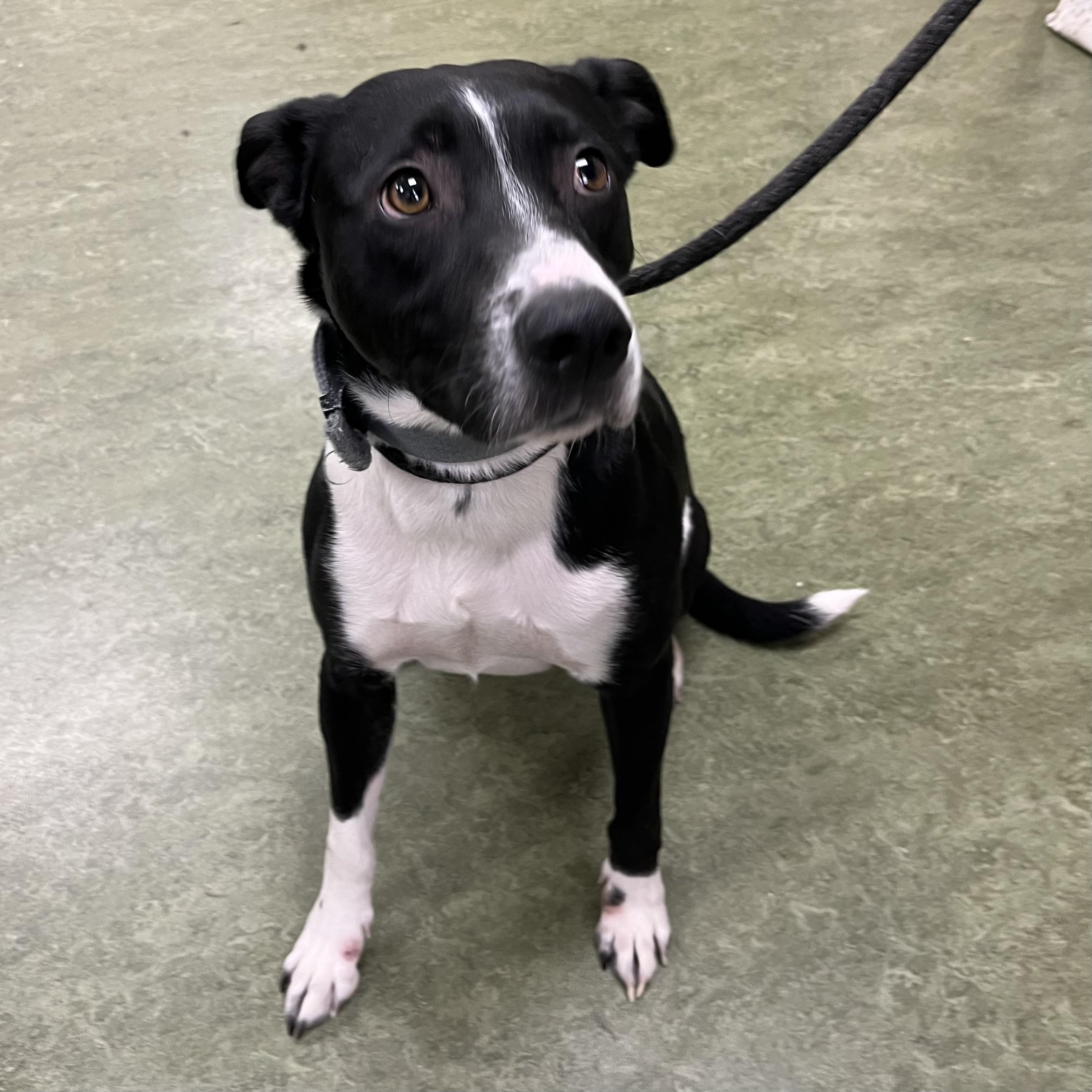 Enlarge Zeus, a ADOPTABLE mixed breed in Dubuque, IA image 2/3