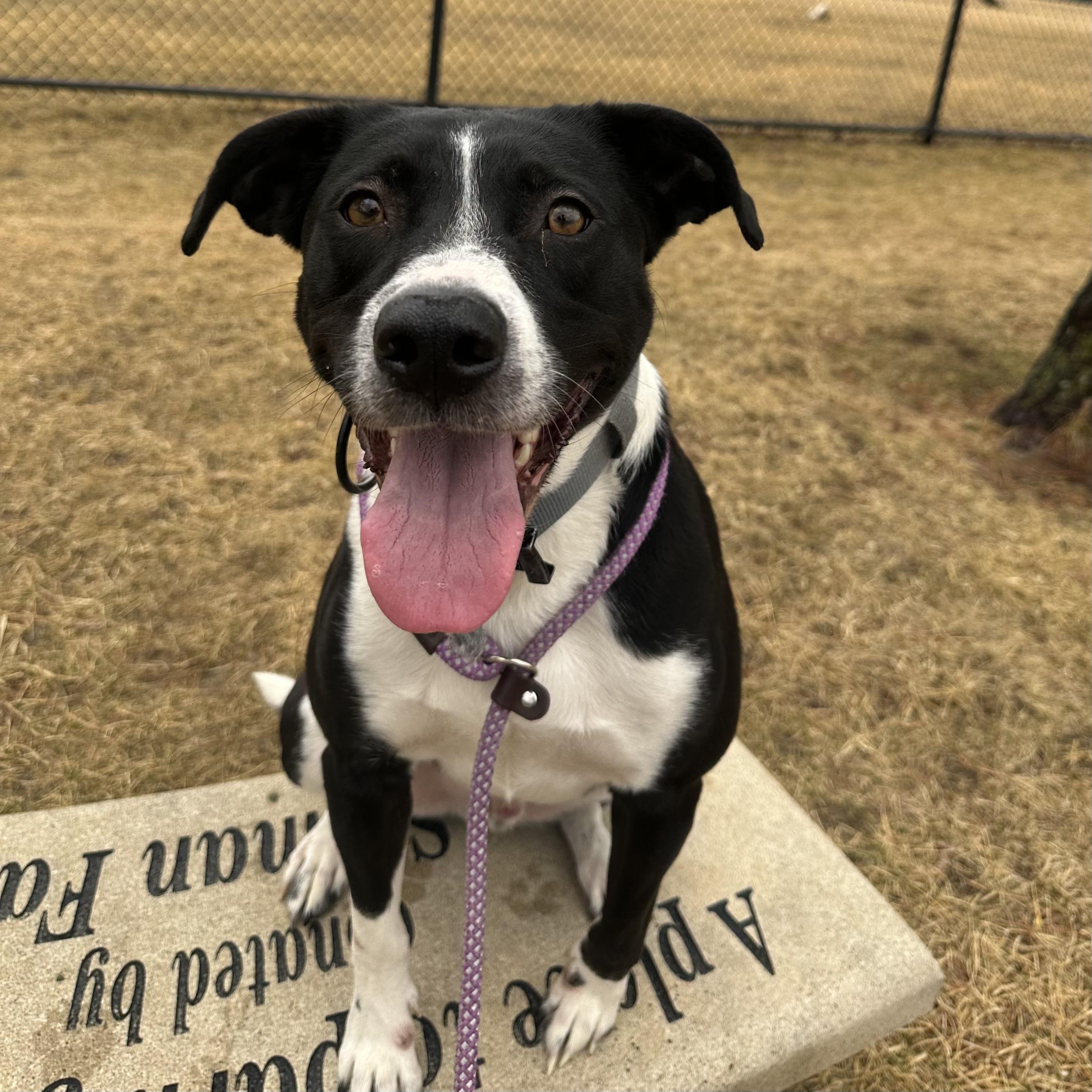 Zeus, ADOPTABLE, Adult Male Mixed Breed.