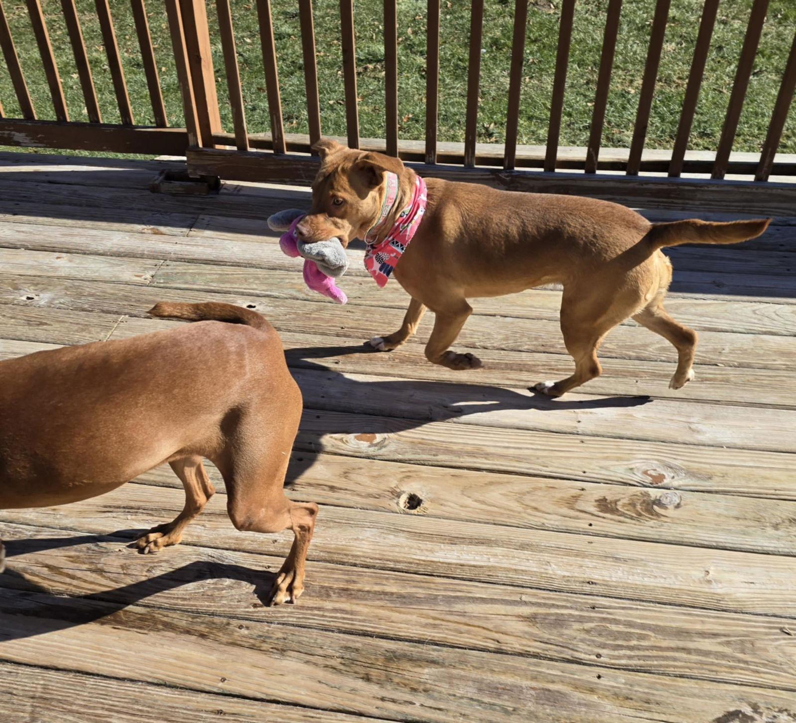 Mariah, Adoptable, Adult Female Golden Retriever.