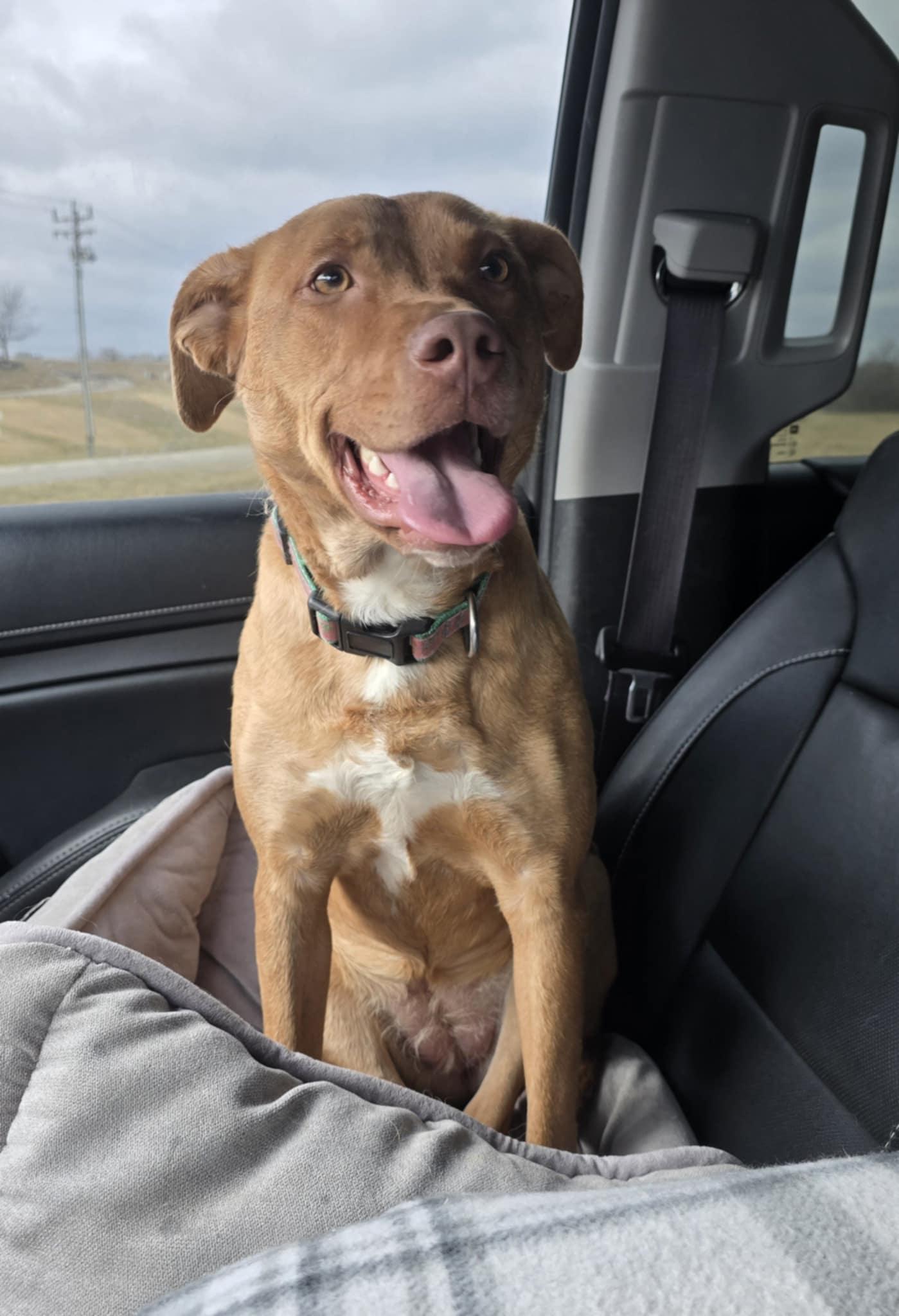 Enlarge Mariah, a Adoptable Golden Retriever in Columbus, IN image 2/3