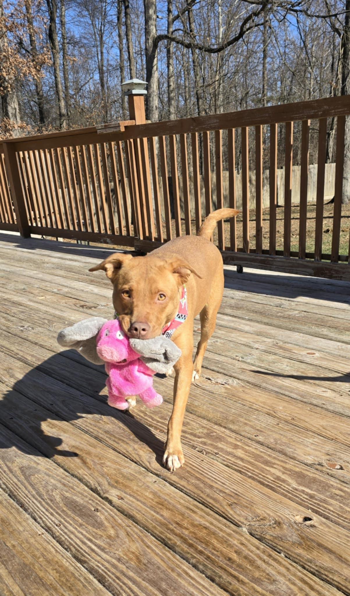 Enlarge Mariah, a Adoptable Golden Retriever in Columbus, IN image 3/3