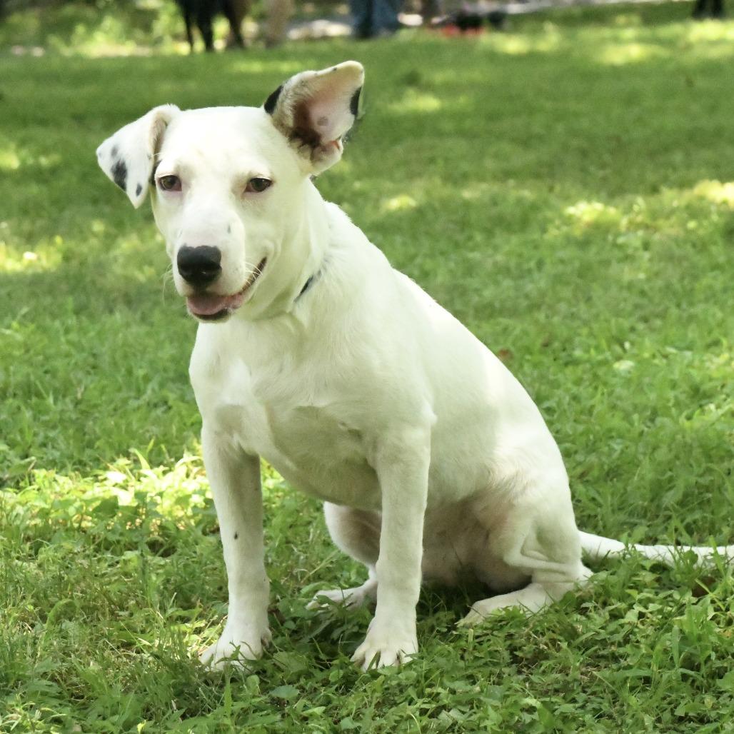 Enlarge Alex, a Adoptable mixed breed in Natchez, MS image 1/5