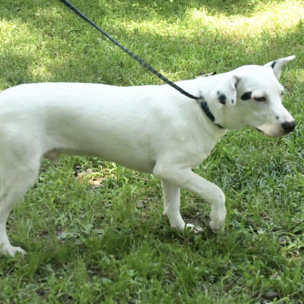 Enlarge Alex, a Adoptable mixed breed in Natchez, MS image 2/5