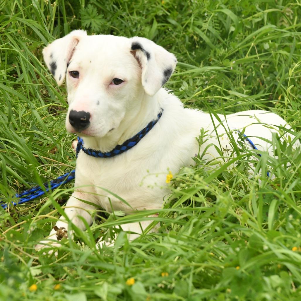 Enlarge Alex, a Adoptable mixed breed in Natchez, MS image 3/5