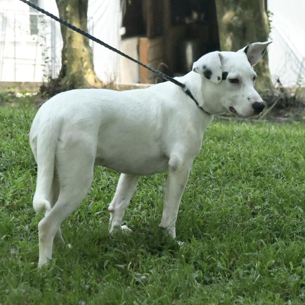 Enlarge Alex, a Adoptable mixed breed in Natchez, MS image 4/5