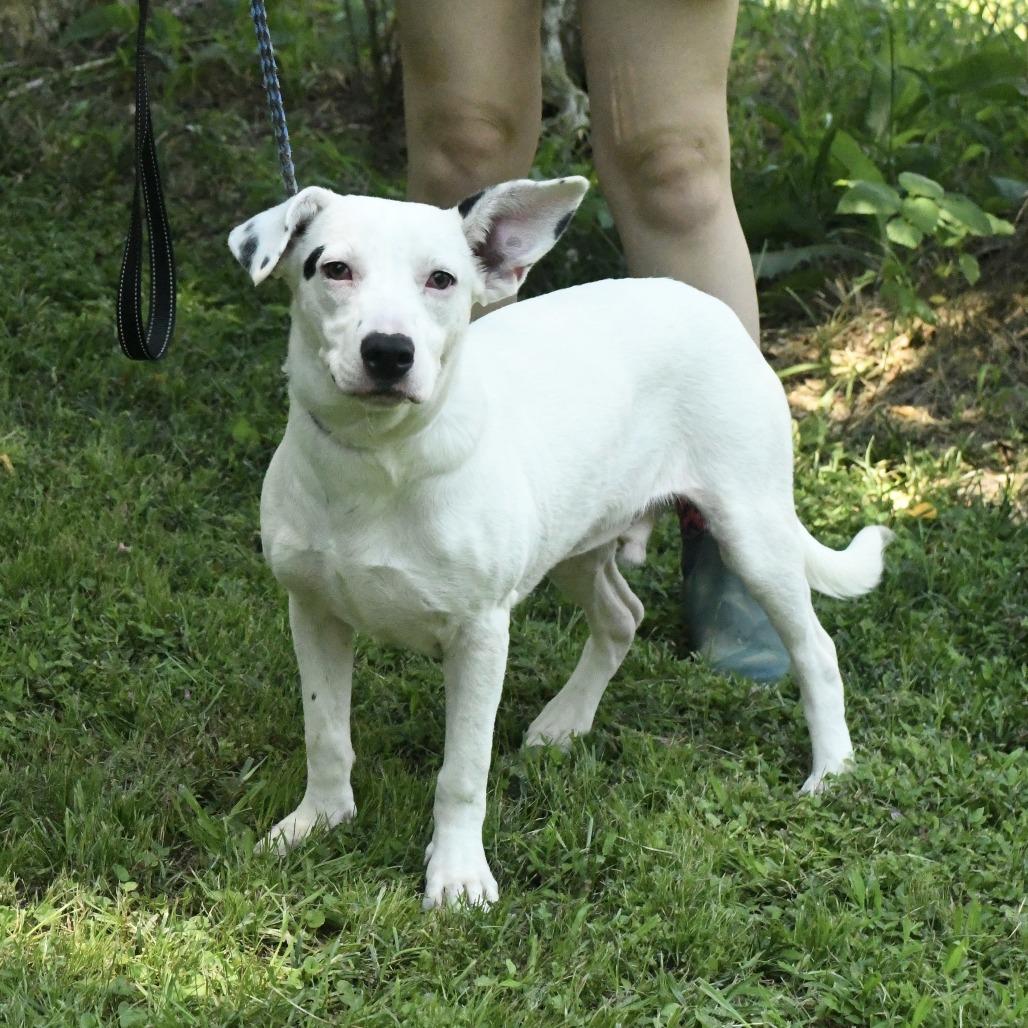Enlarge Alex, a Adoptable mixed breed in Natchez, MS image 5/5