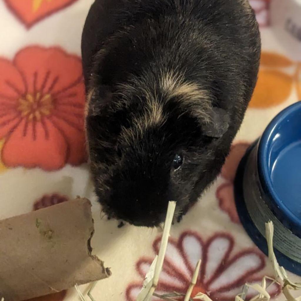 Enlarge Elena, a Adoptable Guinea Pig in Phoenix, AZ image 1/6