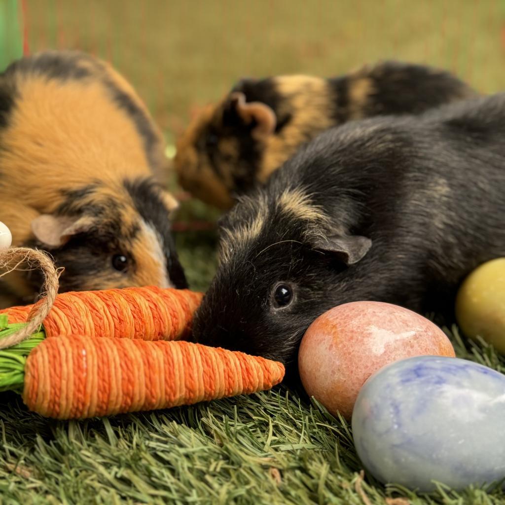 Enlarge Elena, a Adoptable Guinea Pig in Phoenix, AZ image 2/6