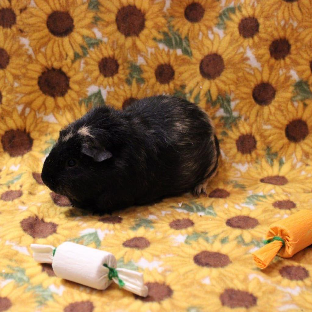 Enlarge Elena, a Adoptable Guinea Pig in Phoenix, AZ image 3/6