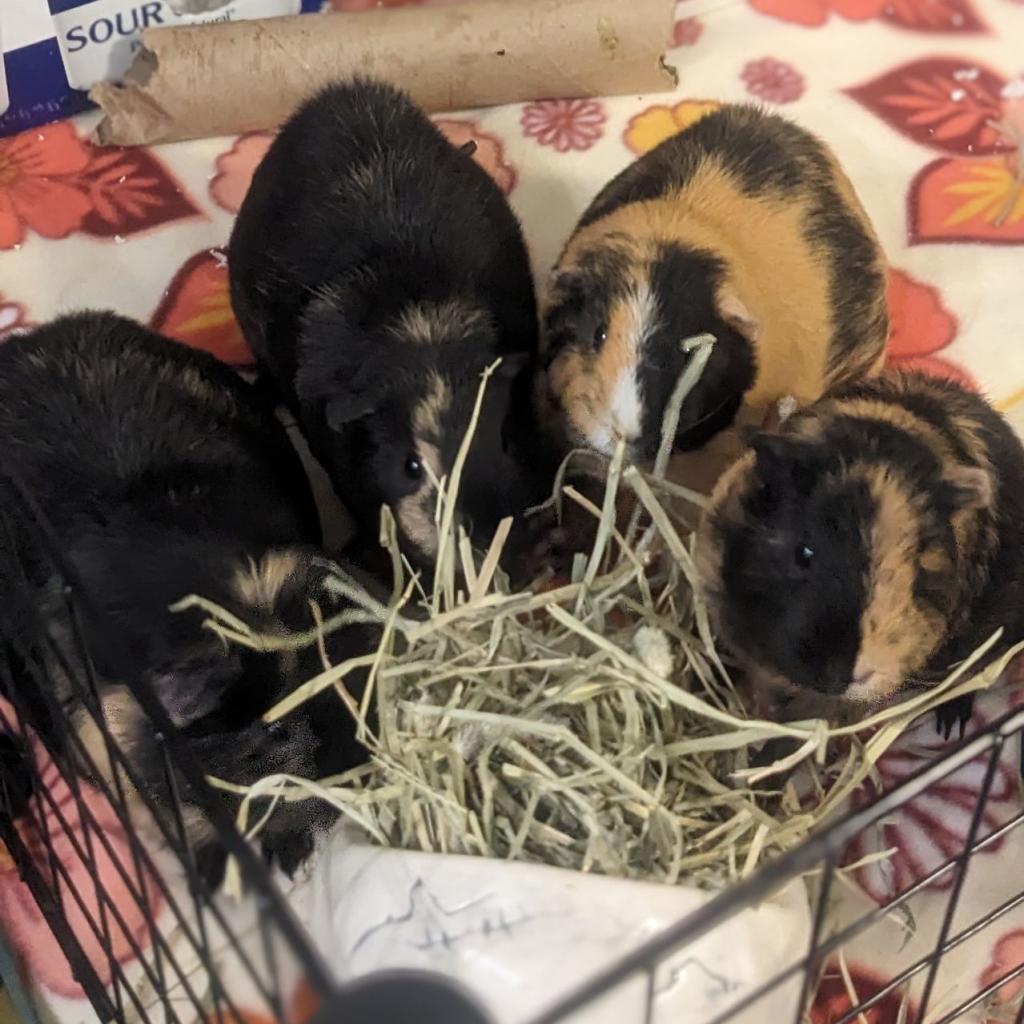 Enlarge Elena, a Adoptable Guinea Pig in Phoenix, AZ image 4/6