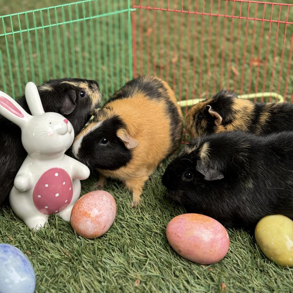 Enlarge Elena, a Adoptable Guinea Pig in Phoenix, AZ image 5/6
