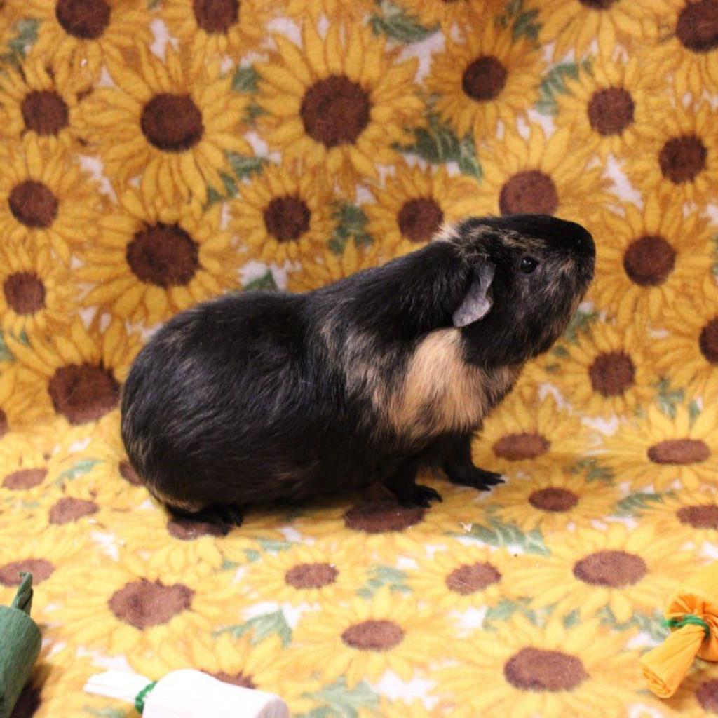 Enlarge Elena, a Adoptable Guinea Pig in Phoenix, AZ image 6/6