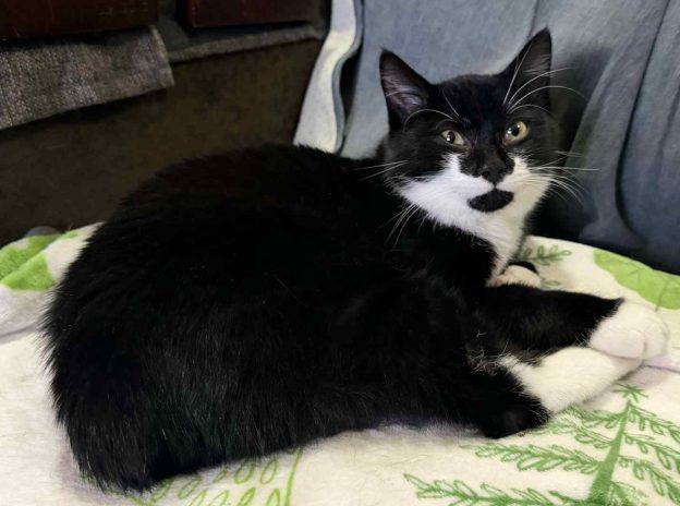 Enlarge Marvin, an adopted Domestic Short Hair in Kenai, AK image 1/1