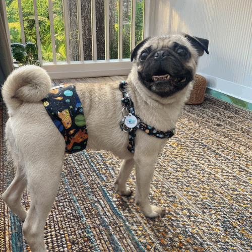 Eugene, Adoptable, Adult Male Pug.