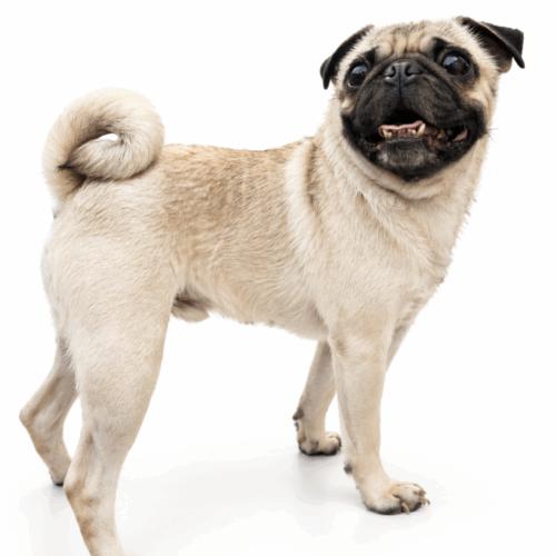 Enlarge Eugene, a Adoptable Pug in Seattle, WA image 2/6