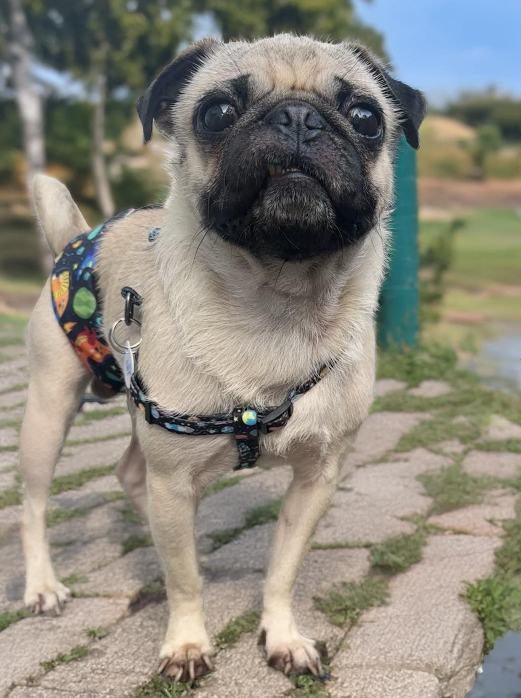 Enlarge Eugene, a Adoptable Pug in Seattle, WA image 3/6
