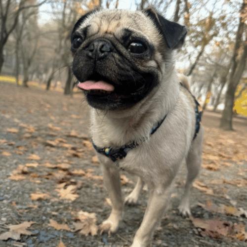 Enlarge Eugene, a Adoptable Pug in Seattle, WA image 4/6
