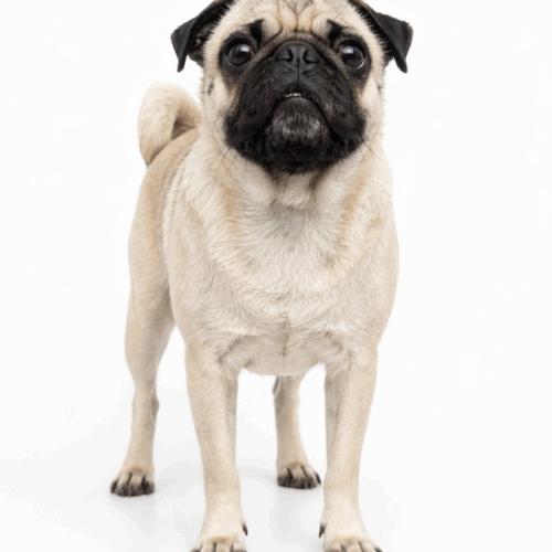 Enlarge Eugene, a Adoptable Pug in Seattle, WA image 5/6